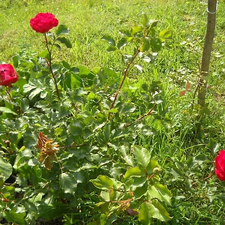 ベッド・アンド・ブレックファスト Agriturismo La Conca Fonte S.croce *