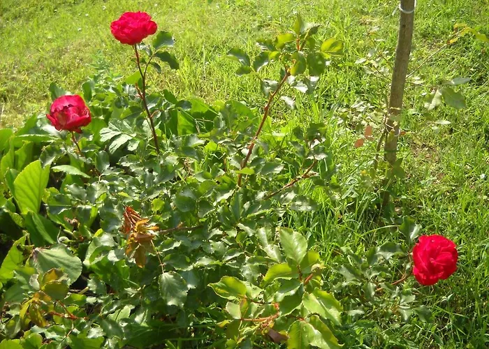 住宿加早餐酒店 Agriturismo La Conca Fonte S.croce *