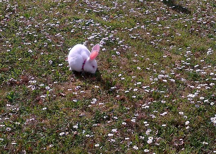 Agriturismo La Conca Fonte S.croce 卡拉马尼科泰尔梅