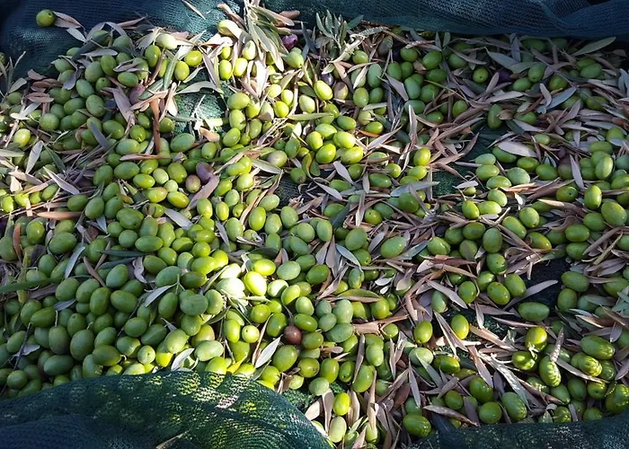 Agriturismo La Conca Fonte S.croce 住宿加早餐酒店 卡拉马尼科泰尔梅