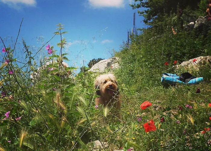 住宿加早餐酒店 Agriturismo La Conca Fonte S.croce 卡拉马尼科泰尔梅